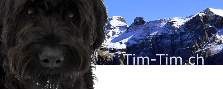 Schwarzer Russischer Terrier